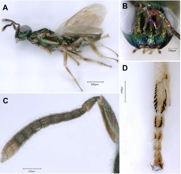 Fig. 7. Eupelmus phragmitis Erdös, 1955. A. Female in lateral view. B. Head in frontal view