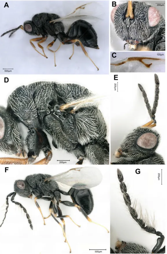 Fig. 8. Aximopsis deserticola (Zerova, 2004) comb. nov. A. Female in lateral view. B. Head of female in  frontal view