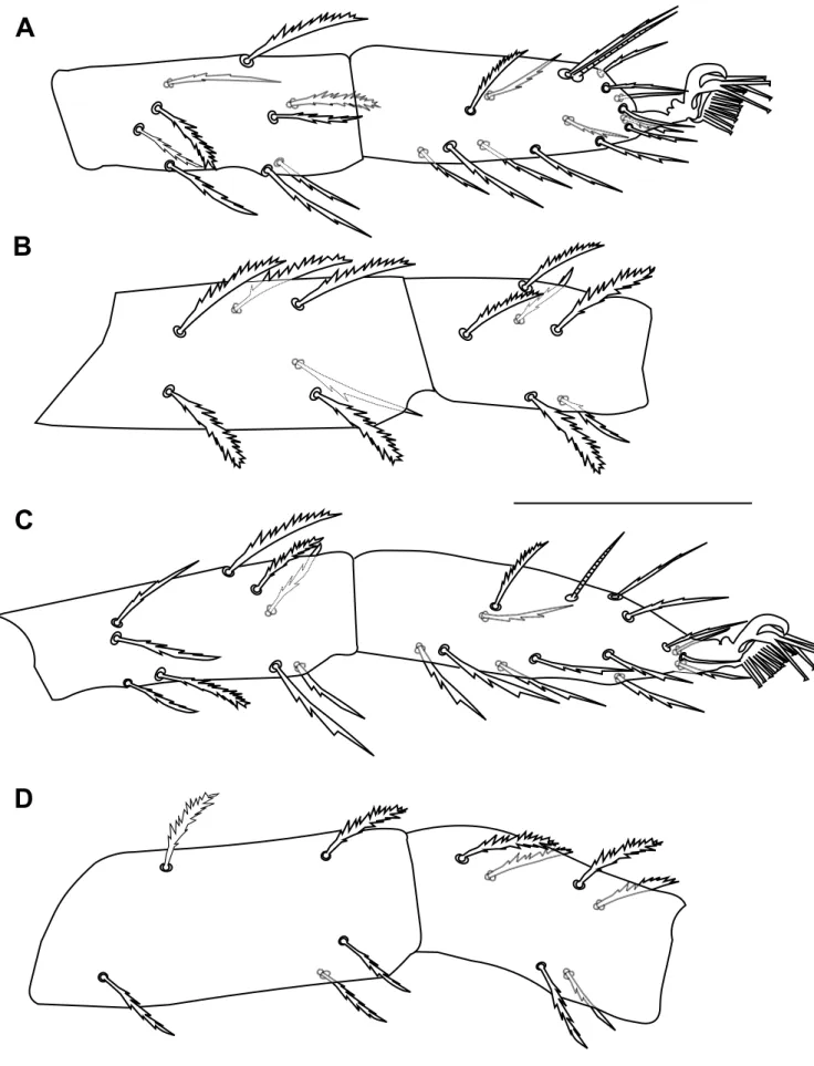 Figure 5 Bryobia syriensis n. sp., female: A – tibia and tarsus III; B – femur and genu III; C – tibia and tarsus IV; D – femur and genu IV.