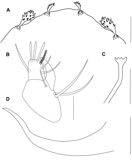 Figure 8 Bryobia syriensis n. sp., male: A – propodosomal lobes; B – palpal tibia and tarsus; C – peritreme; D – aeadeagus