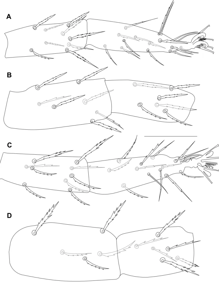 Figure 10 Bryobia syriensis n. sp., male: A – tibia and tarsus III; B – femur and genu III; C – tibia and tarsus IV; D – femur and genu IV