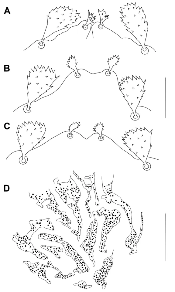 Figure 2 Bryobia syriensis n. sp., female: A, B, C – variation in propodosomal lobes; D – detail of the prodorsal striation of the area immediately anterior to setae c 1 