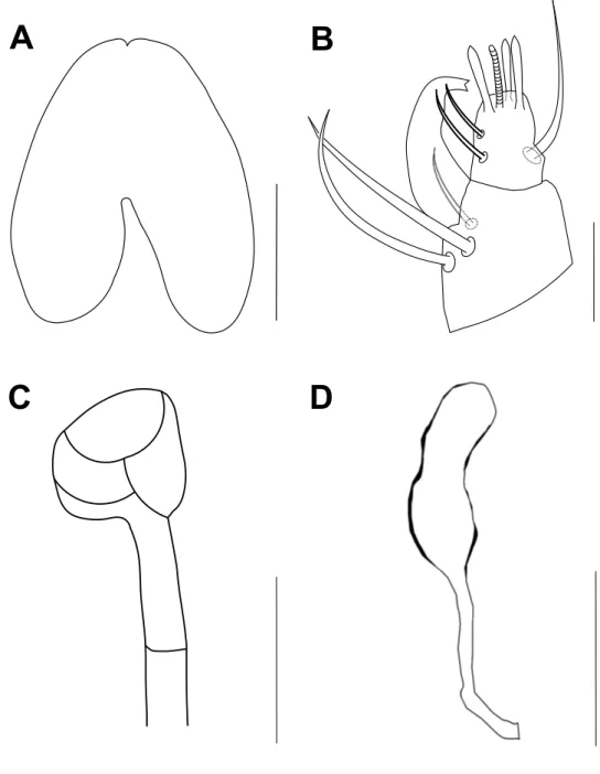 Figure 3 Bryobia syriensis n. sp., female: A – stylophore; B – palpal tibia and tarsus; C – peritreme;