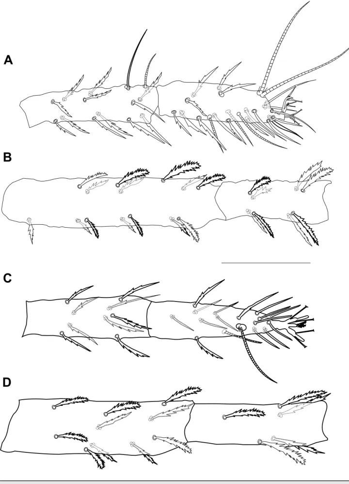 Figure 4 Bryobia syriensis n. sp., female: A – tibia and tarsus I; B – femur and genu I; C – tibia and tarsus II; D – femur and genu II