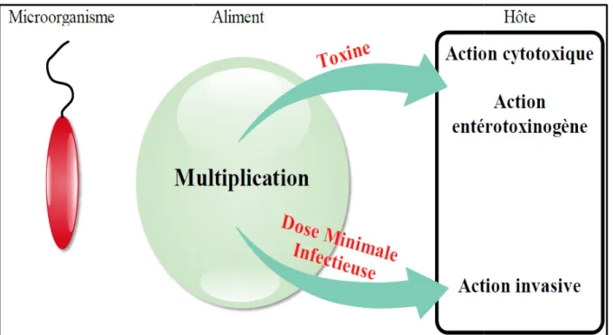 Figure 1: Mécanismes de la toxi