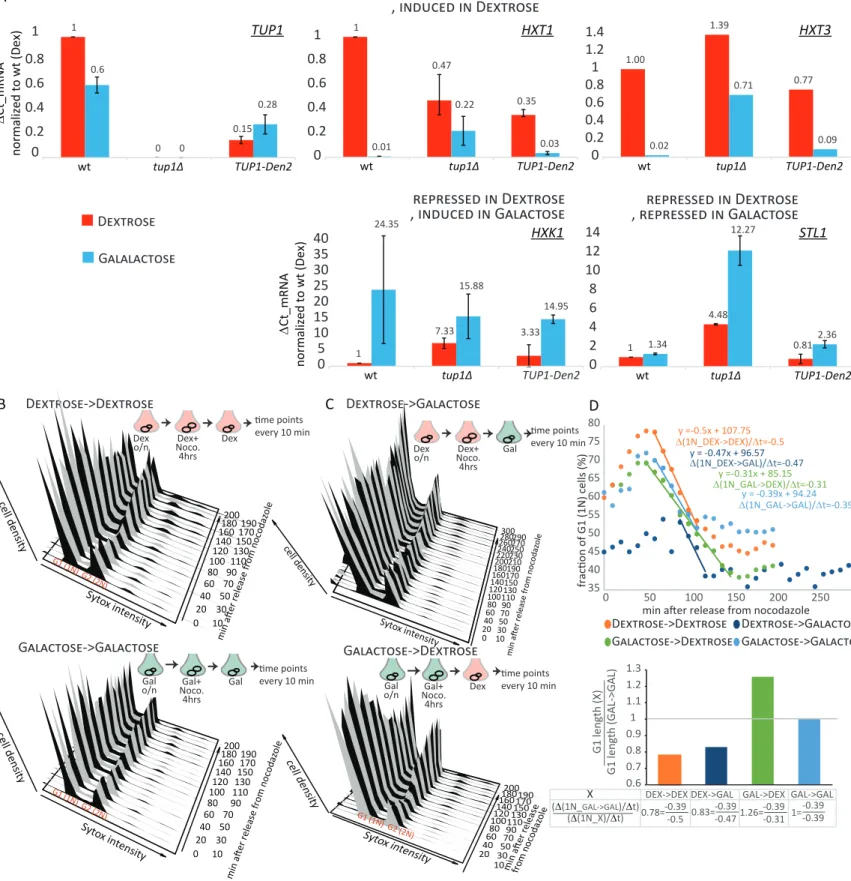 Figure S3: Eﬀect of the dendra2 tag on Tup1p repressor func�on (A) and cytometric measurements of G1 length in diﬀerent  carbon source condi�ons (B), related to Figure 4