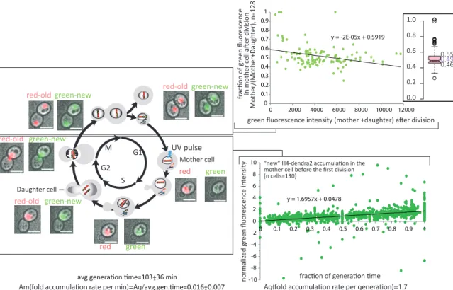 Figure S5: Determina�on of the protein accumula�on rate and segrega�on  pa�ern of newly synthesized H4-Dendra2, related to Figure 5