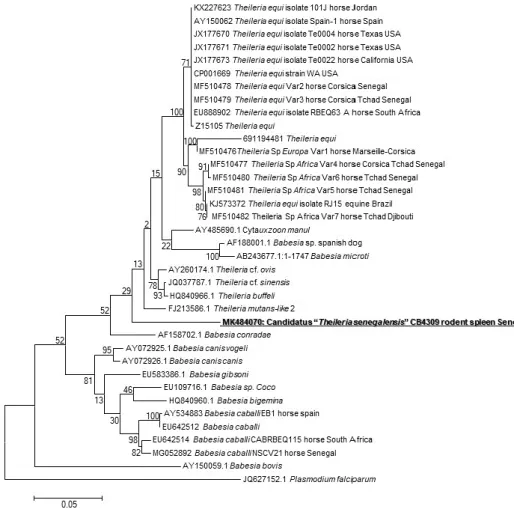 Figure  1. Maximum-likelihood  phylogenetic  tree  of  piroplasms,  based  on  partial 880-bp  18S  gene,  including potentially new species identified in this study