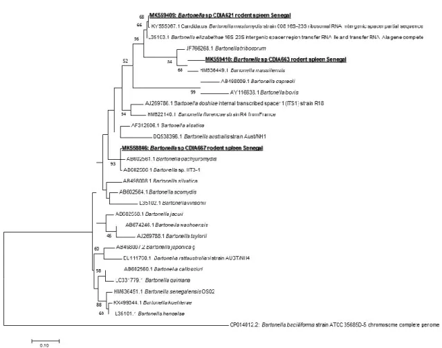 Figure  2.  Maximum-likelihood  phylogenetic  tree  of  Bartonella  spp,  including  new  genotypes  identified in this study based on partial 733-bp ITS gene