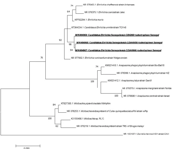 Figure 3. Maximum-likelihood phylogenetic tree of  Anaplasmataceae spp, including new  genotypes  from this study based on the partial 520-bp 23S gene