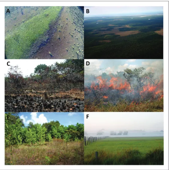 Figure 7. Images of savannas of French Guiana and human influences. If not specified differently, the pictures are ! A