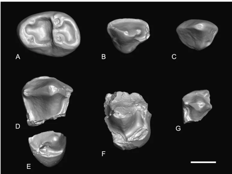 Figure 1. Fossil dental specimens of Neosaimiri cf. fieldsi from the late Middle Miocene (Laventan SALMA) of Tarapoto/Juan Guerra locus n°31 (TAR-31), San Mart´ın Department, Peruvian Amazonia