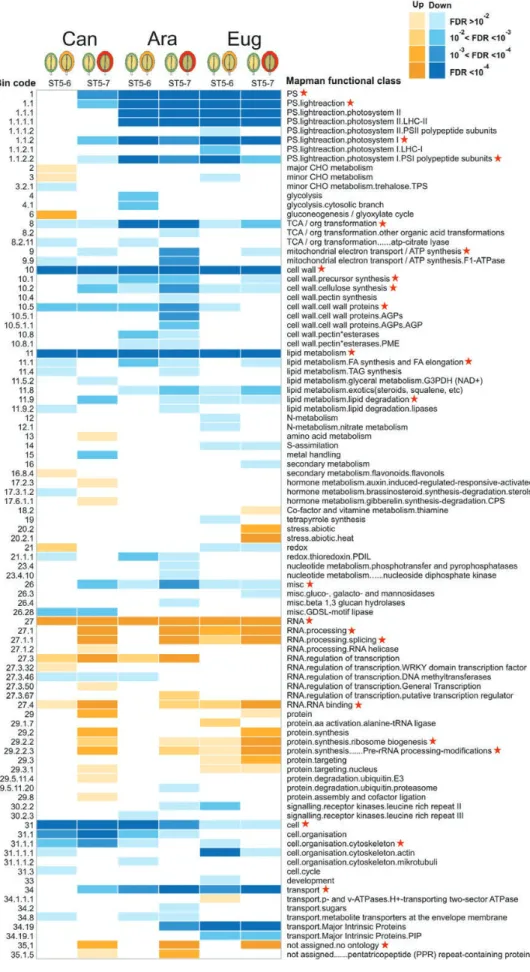 Fig. 3.  Mapman functional class enrichment (Fisher enrichment test, adjusted P-value&lt;0.05) for DEGs of ST5–6 and ST5–7 for each Coffea species