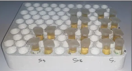 Figure 06 : tubes d’Eppendorf contenant de bouillon nutritif   2.6 Tests d’identification d’Escherichia coli 