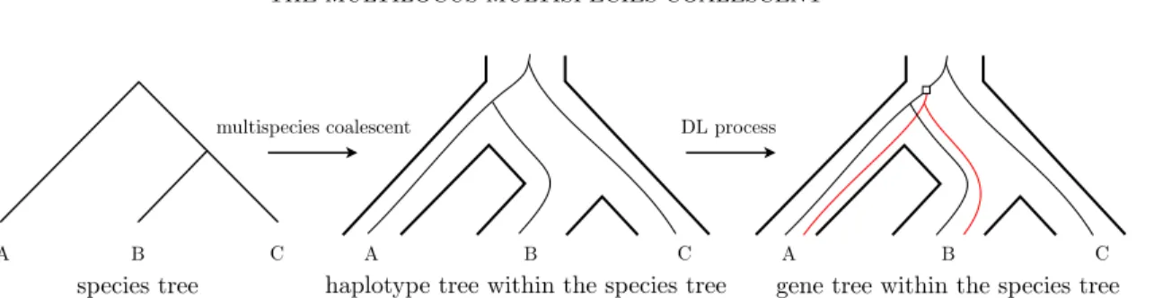 Figure 6: An example of the haplotype tree model. Given a species tree, a haplotype tree is constructed by applying a multispecies coalescent process within the species tree
