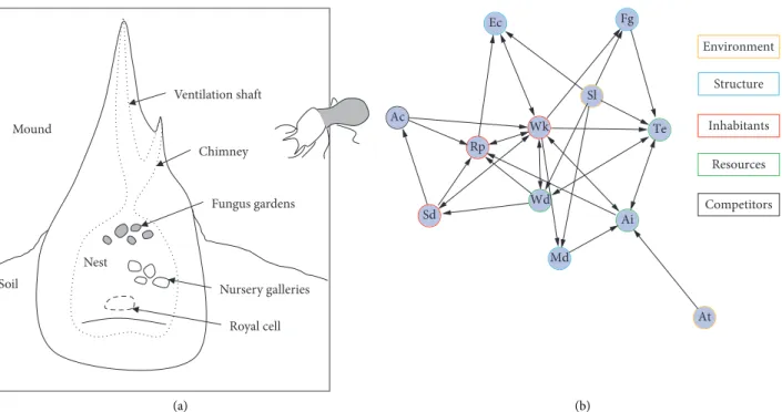 Figure 1: Graphic of a termite colony (a) and its simpliﬁed interaction network (b). Termites modify their environment and build a mound with various chambers to host the colony (a)