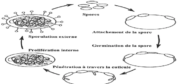Figure 03 : Schéma du cycle biologique des champignons entomopathogène (Ferron  et  al .,1993 ) 