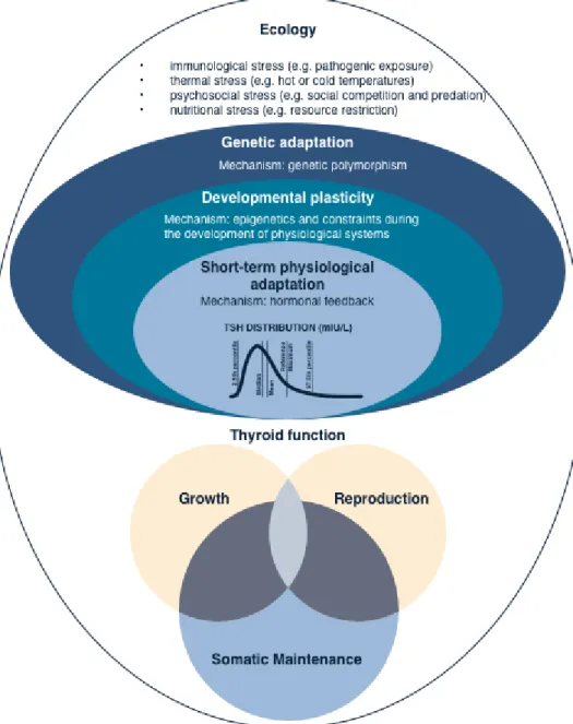 Figure 3: An ecological framework for variation in thyroid function. 