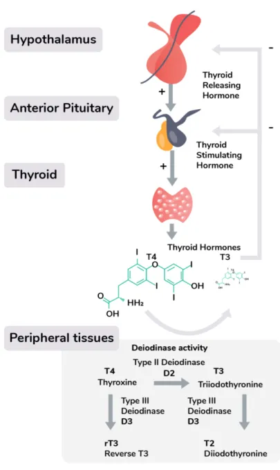 Figure I: The hypothalamic-pituitary-thyroidal (HPT) axis Thyroid hormone production is regulated by the  hypothalamic-pituitary-thyroid (HPT) axis