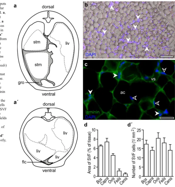 Fig. 1 Localization of fat depots and amount of stromal vascular fraction in the species studied