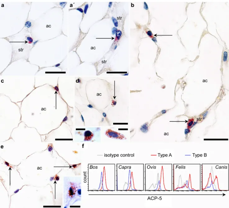 Fig. 4 Distribution of Mac-3/Lamp-2 in white adipose tissue.