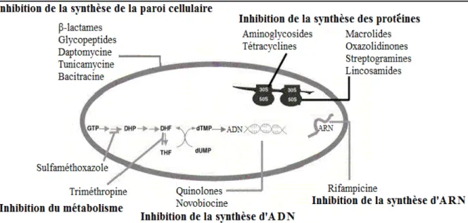 Figure  03  :  Mode  d’action  des  antibiotiques  avec  DHP  :  dihydroptéroate  ;  DHF  :  dihydrofolate ; THF : tétrahydrofolate (Singh et Barrett, 2006).