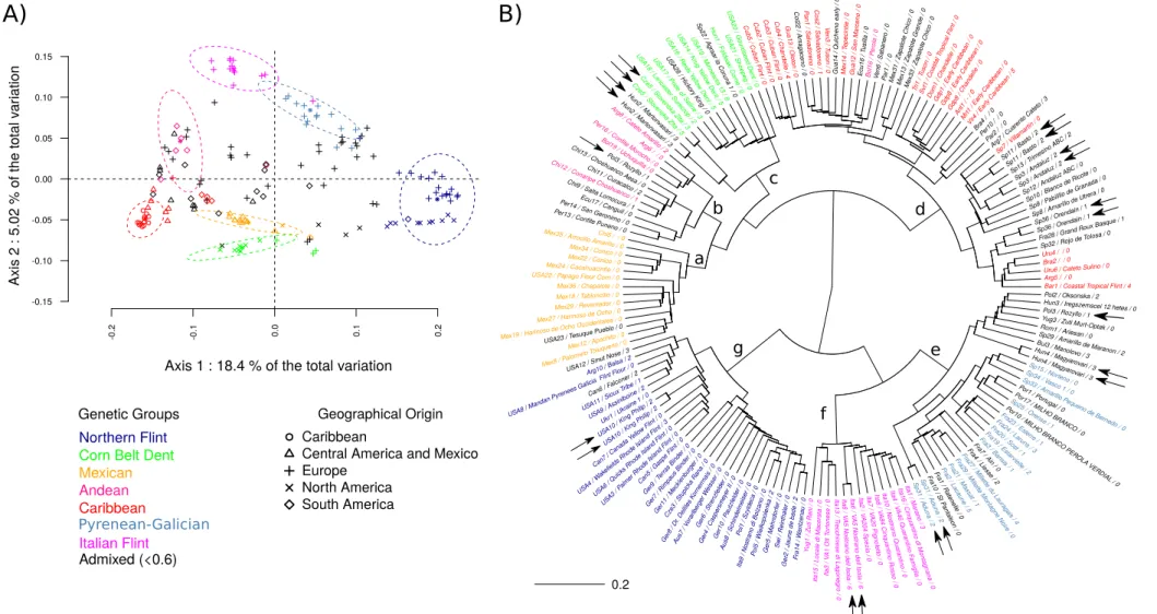 Fig. 1: Genetic relationship between 156 maize landraces based on their modified Roger’s distance (MRD)