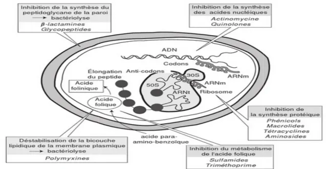 Figure 03 :  2.  La résistance bactérienne