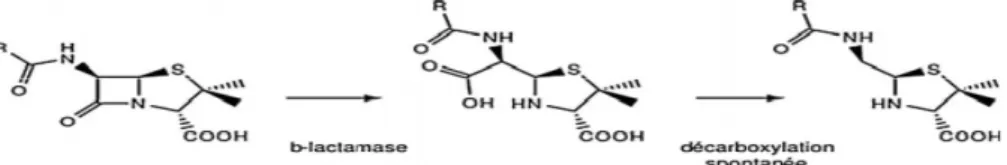 Figure 06 : β-lactames substrats des β-lactamases, clivage de la molécule antibiotique (Paul  Battraud, 2017)