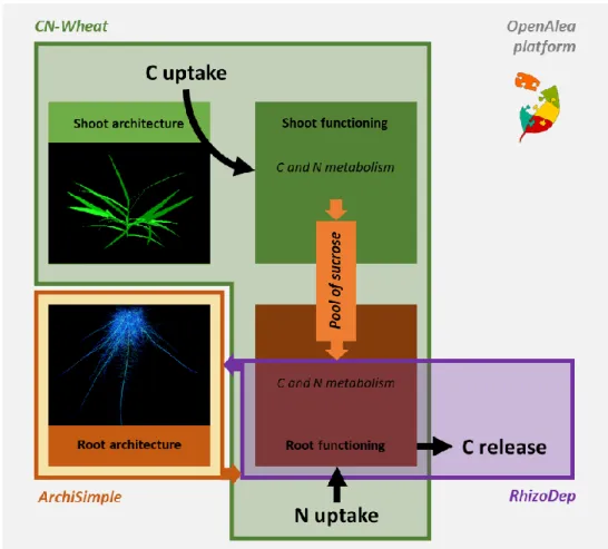 Figure 1: Modelling approach for simulating carbon rhizodeposition within a 3D plant model 
