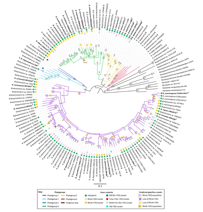Fig. 1. Phylogenomic tree and RhcI- T3SS cluster gain–loss prediction inferred for the genus Bradyrhizobium and its close relatives