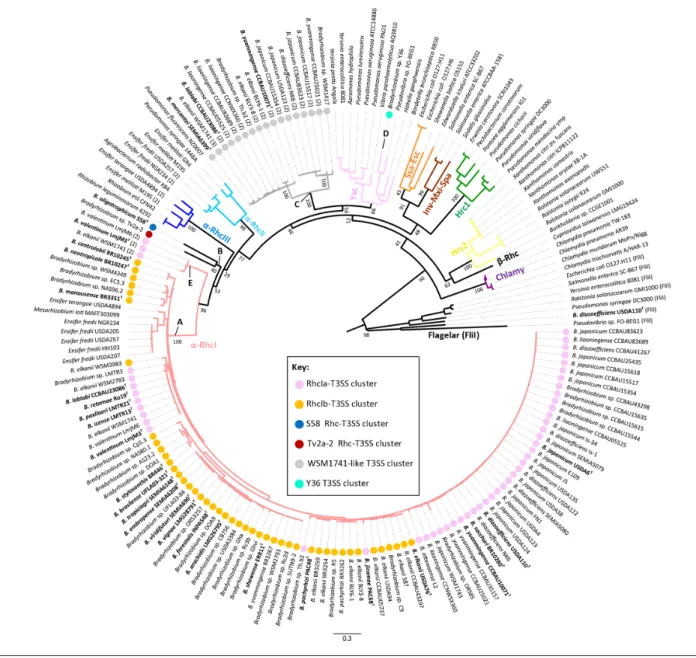 Fig. 2. ML phylogenetic tree of the SctN/RhcN proteins from bradyrhizobia and several representatives of symbiotic, pathogenic and  plant- associated bacteria