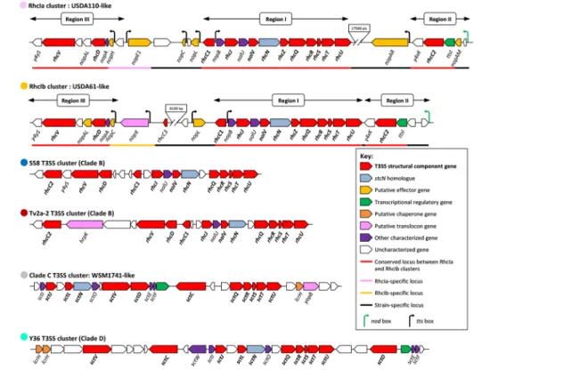 Fig. 3. Genetic organization of the different T3SS gene clusters identified in the genus Bradyrhizobium