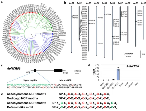 Fig. 4 NCR genes in the Aeschynomene evenia genome. a Bayesian phylogenetic reconstruction of relationships between NCR genes identi ﬁ ed in the genomes of A