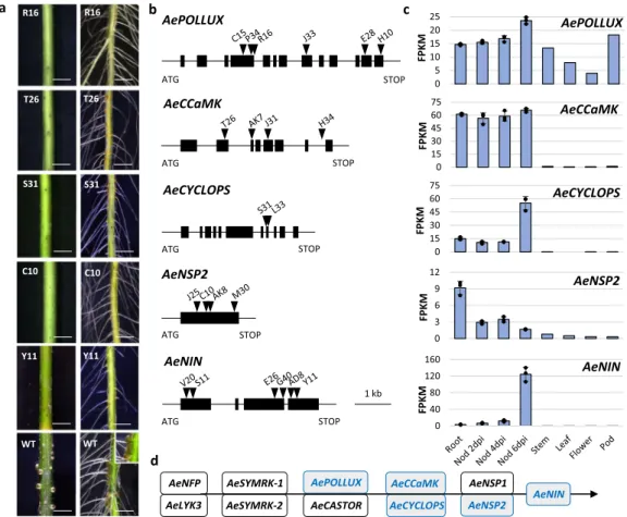 Fig. 6 Genes of the known symbiotic signaling pathway identi ﬁ ed by targeted sequence capture