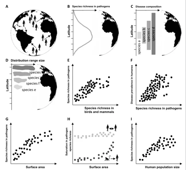 Figure 3. The main macroecological patterns of human infectious diseases. (A) Sampling bias effort; (B) Latitudinal gradient of pathogen species diversity; (C) Large-scale nested species patterns of human pathogen composition; (D) Geographical extent of pa