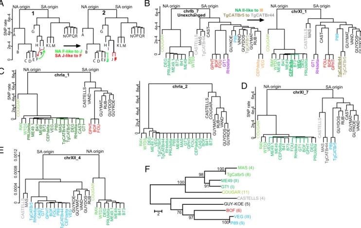 Fig. 3. Phylogenetic analysis of haplotype blocks. (A) Two phylogenetic trees (1, 2) showing the relatedness for a group of 18 hypothetical strains (A – R) for distinct genomic regions