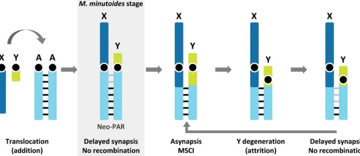 Fig 6. Schematic representation of a possible scenario for the evolution of the neo-sex chromosomes in the addition-attrition model for Mus minutoides