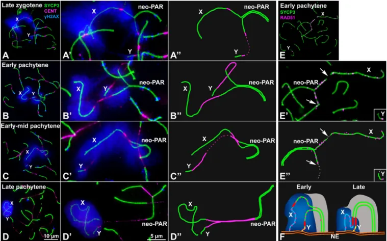 Fig 2. Synapsis and DNA repair in the sex chromosomes. A-D”. Spread spermatocytes in prophase-I labelled with antibodies against SYCP3 (green), centromeres (magenta) and γH2AX (blue)
