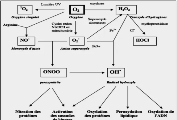 Figure 7 : Origine des différents radicaux libres oxygénés et espèces réactives de l’oxygène  impliqué en biologie (Favier, 2003)