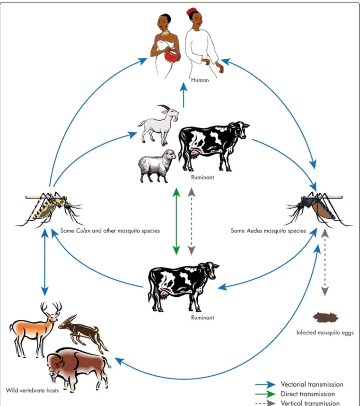 Figure 2 Cycle of Rift Valley fever. The virus can be maintained in an enzootic cycle involving Aedes mosquitoes which are able to transmit the virus vertically to their offspring
