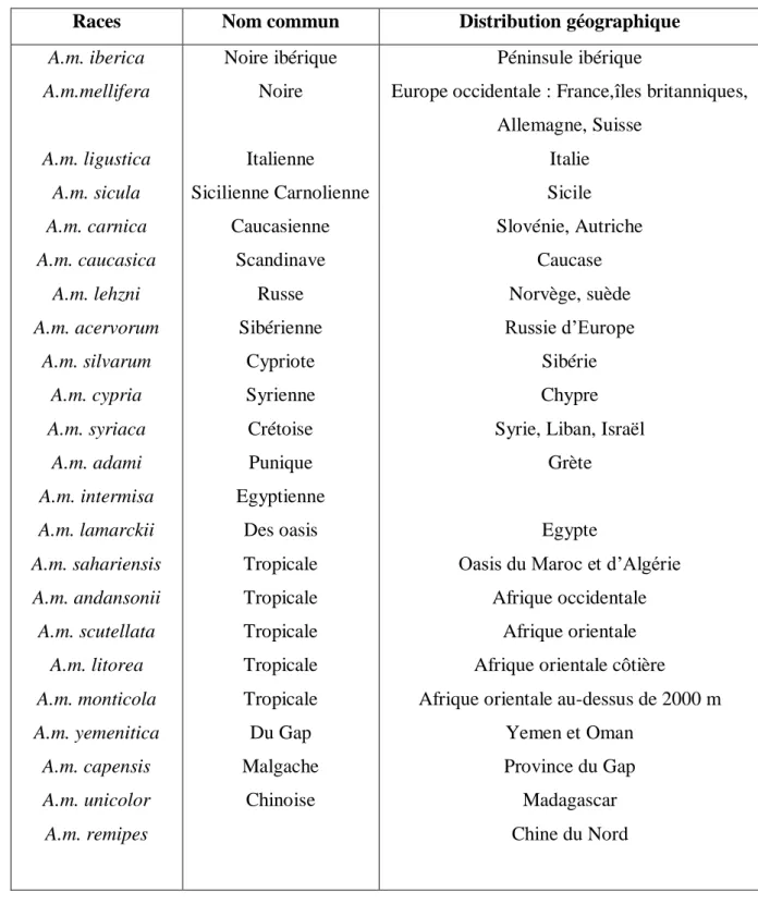 Tableau 1 : Principales races géographiques d’Apis mellifera.   Source (JEAN, 2007)  