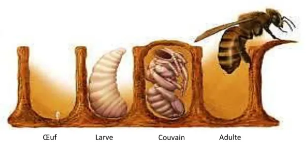 Figure 3 : Couvain et métamorphoses de l’abeille(MEDJOUEL, 2008). 