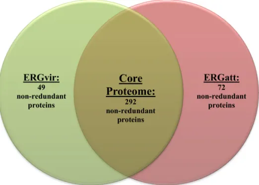 Fig 1. Venn diagram representing the number of non-redundant proteins identified in ERGvir and ERGatt and in both (core proteome) by 1DE-nanoLC-MALDI-TOF/TOF analysis