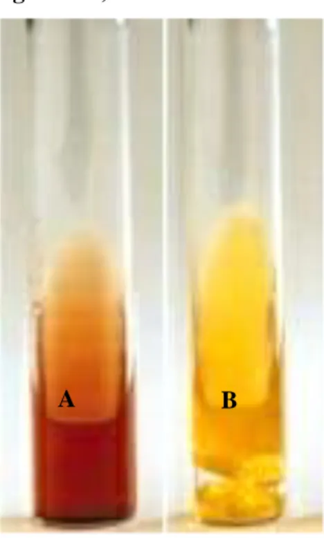 Figure 14 : Aspect du milieu TSI ; A : test négatif, B : test positif  V.2. Identification de Pseudomonas aeruginosa 