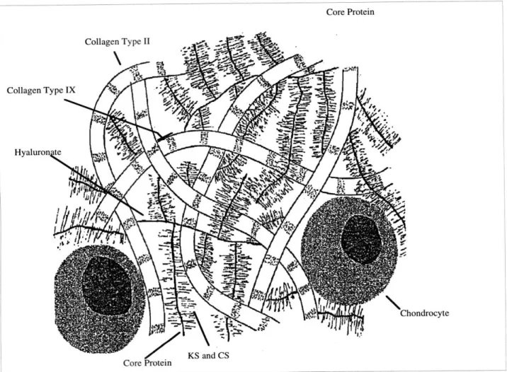 Figure  2-1:  Major  Components  of Articular  Cartilage  Extracellular  Matrix