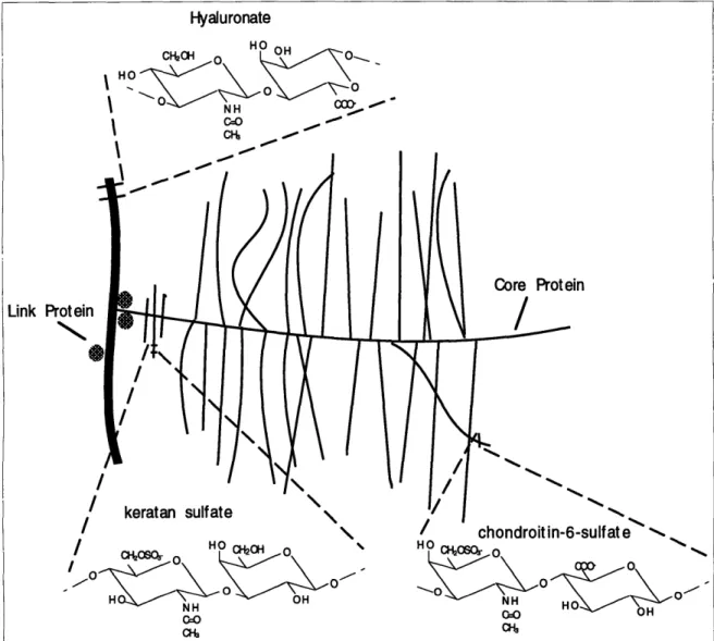 Figure  2-2:  Schematic  of Aggrecan Structure  and interaction  with hyaluronan.  Many chondroitin  sulfate  and  keratan  sulfate  groups  are  covalently  associated  with  a  core protein