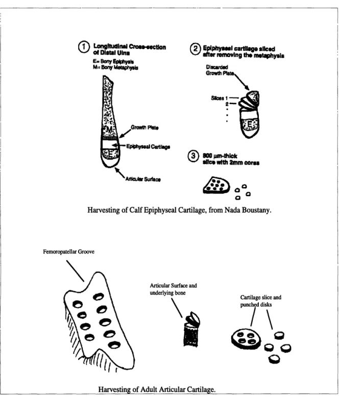 Figure  2-3:  Schematic  of cartilage  tissue  harvest.  The  three  steps  are  named  coring, slicing, and  punching