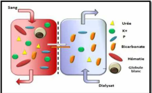 Figure 06: Diffusion  de  petites  particules  suivant  leur  gradient  de concentration à travers la membrane semi-perméable du dialyseur (KISSLING., 2009).