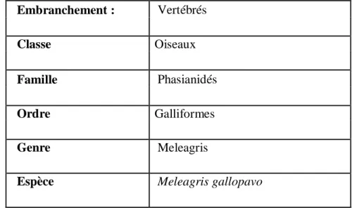 Tableau 1 : Classification de l’espèce Meleagris Gallopavo (Rowen et al., 2009)  Embranchement :  Vertébrés 